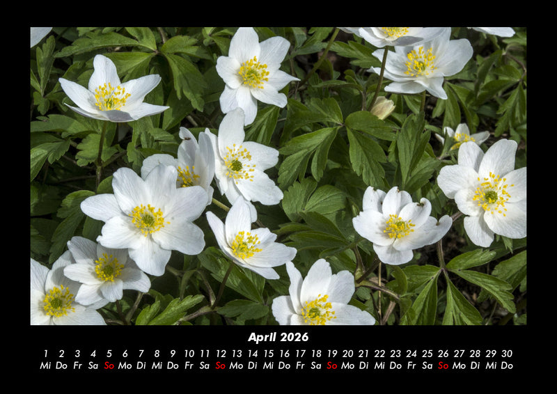 Blumenzauber Fotokalender 2026 - 4