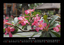 Blumenzauber Fotokalender 2026 - 5