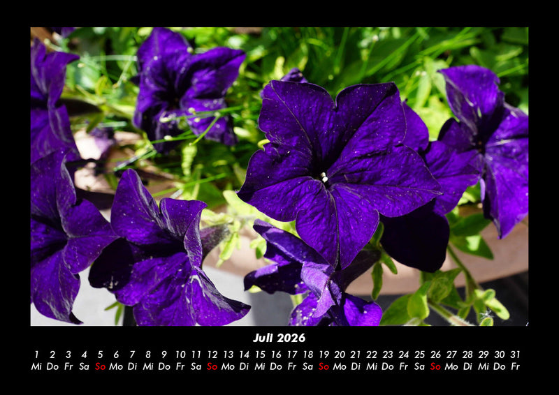 Blumenzauber Fotokalender 2026 - 7
