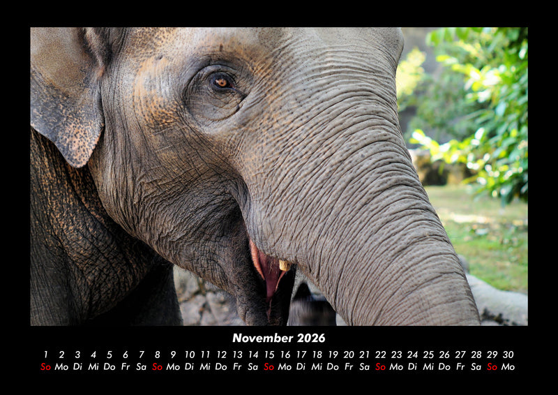 Welt der Tiere Fotokalender 2026 - 11