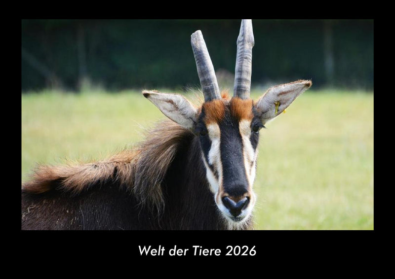 Welt der Tiere Fotokalender 2026 - Hauptbild