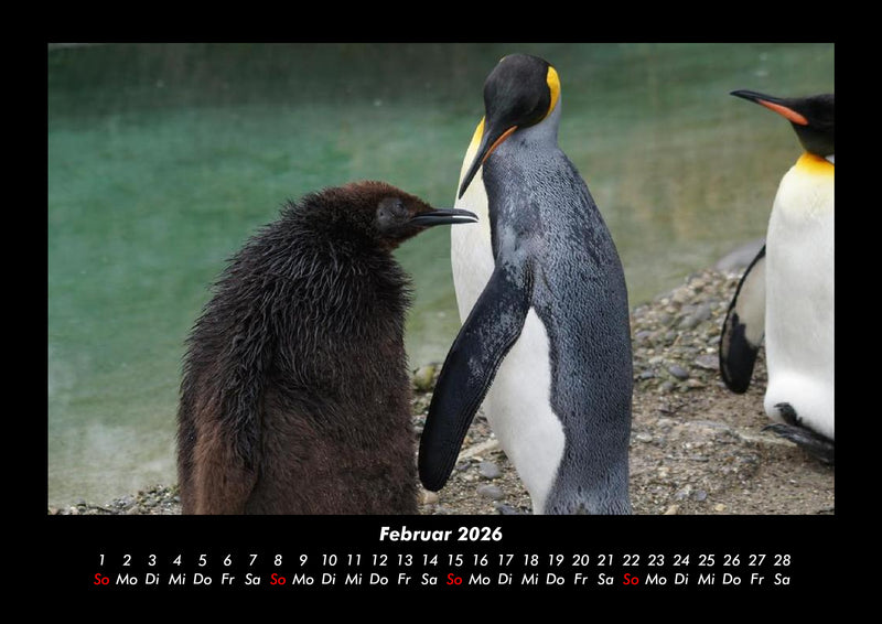 Welt der Tiere Fotokalender 2026 - 2