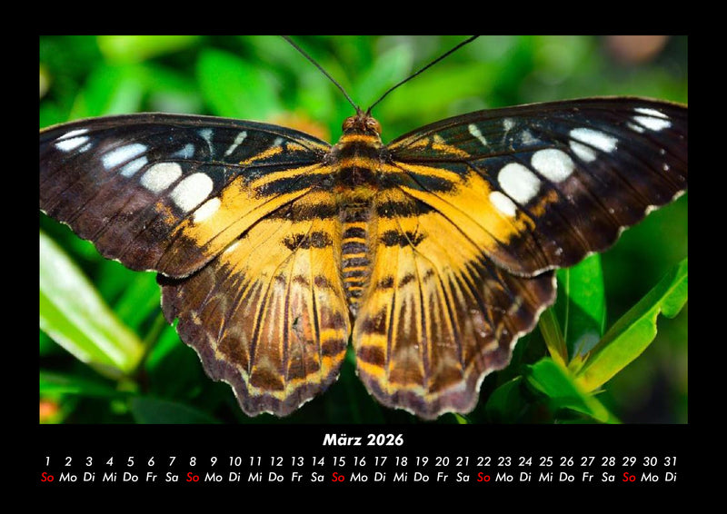 Welt der Tiere Fotokalender 2026 - 3