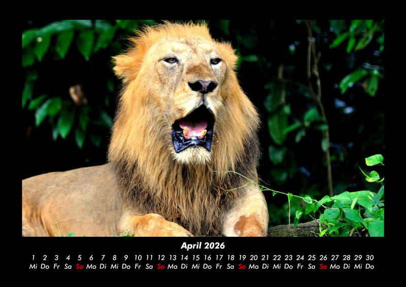 Welt der Tiere Fotokalender 2026 - 4