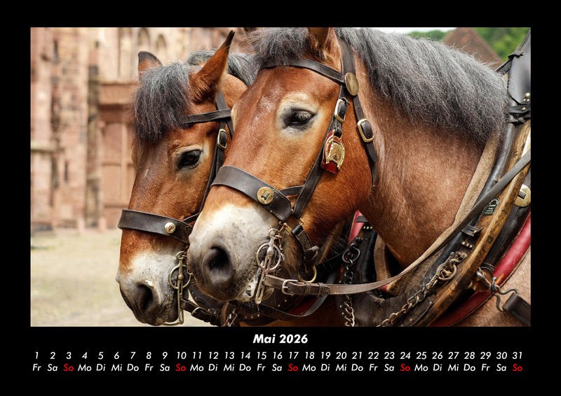 Welt der Tiere Fotokalender 2026 - 5
