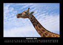 Giraffen Fotokalender 2026 - 9