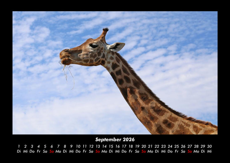 Giraffen Fotokalender 2026 - 9