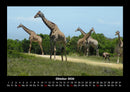 Giraffen Fotokalender 2026 - 10