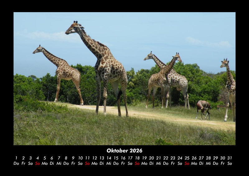 Giraffen Fotokalender 2026 - 10