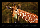 Giraffen Fotokalender 2026 - 1