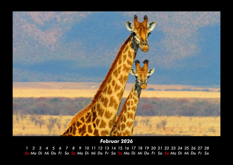 Giraffen Fotokalender 2026 - 2