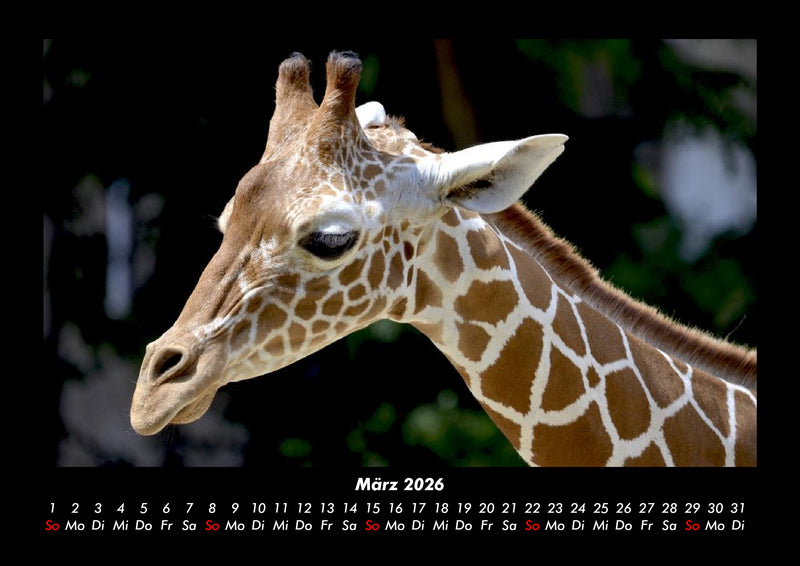 Giraffen Fotokalender 2026 - 3