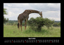 Giraffen Fotokalender 2026 - 4