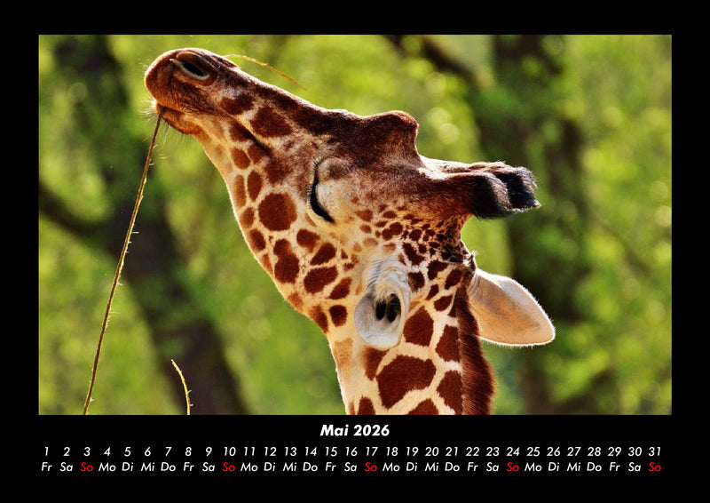 Giraffen Fotokalender 2026 - 5