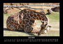 Giraffen Fotokalender 2026 - 6