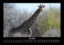 Giraffen Fotokalender 2026 - 7
