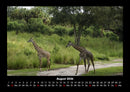 Giraffen Fotokalender 2026 - 8