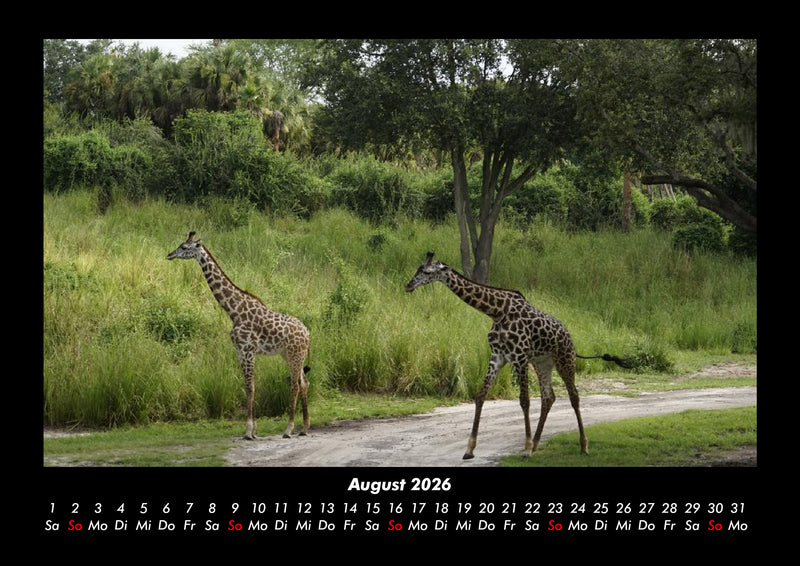 Giraffen Fotokalender 2026 - 8