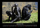 Welt der Affen Fotokalender 2026 - 9