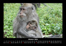 Welt der Affen Fotokalender 2026 - 10