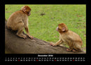 Welt der Affen Fotokalender 2026 - 12