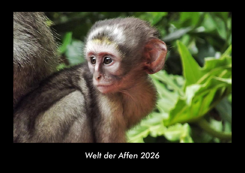 Welt der Affen Fotokalender 2026 - Hauptbild