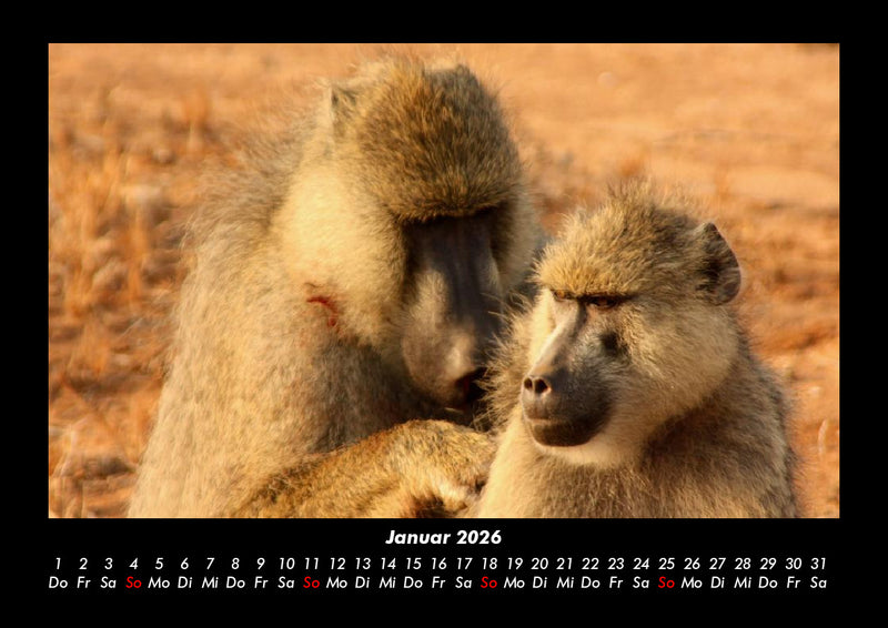 Welt der Affen Fotokalender 2026 - 1