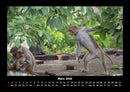 Welt der Affen Fotokalender 2026 - 3