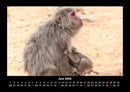 Welt der Affen Fotokalender 2026 - 6