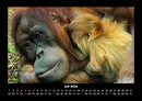 Welt der Affen Fotokalender 2026 - 7