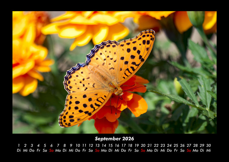 Bunte Pracht der Schmetterlinge Fotokalender 2026 - 9