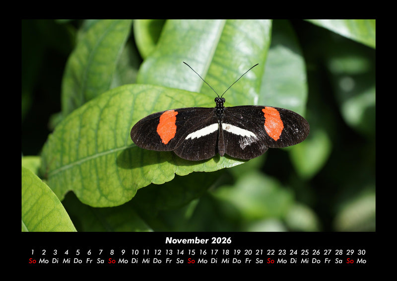 Bunte Pracht der Schmetterlinge Fotokalender 2026 - 11