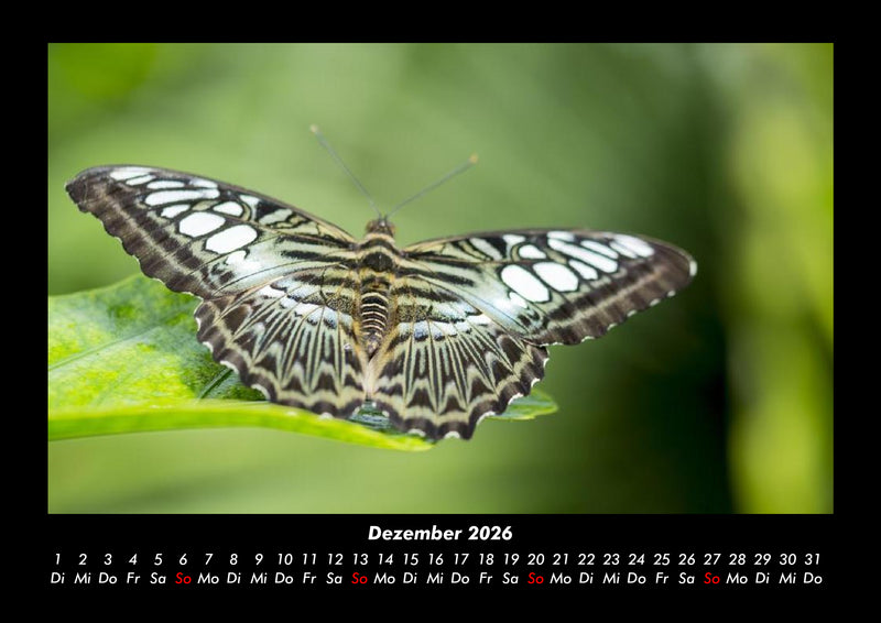 Bunte Pracht der Schmetterlinge Fotokalender 2026 - 12