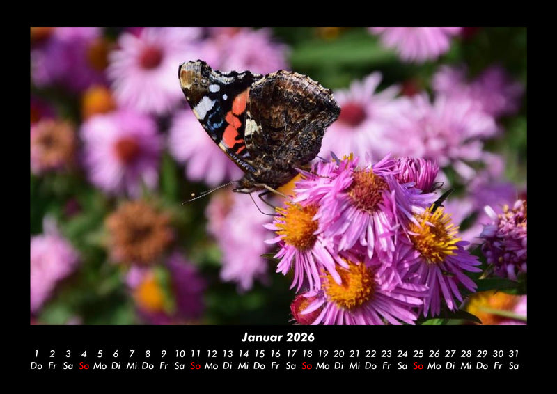 Bunte Pracht der Schmetterlinge Fotokalender 2026 - 1