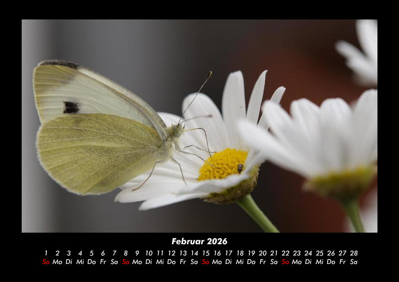 Bunte Pracht der Schmetterlinge Fotokalender 2026 - 2