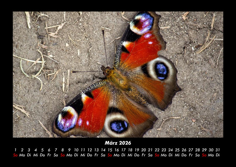 Bunte Pracht der Schmetterlinge Fotokalender 2026 - 3