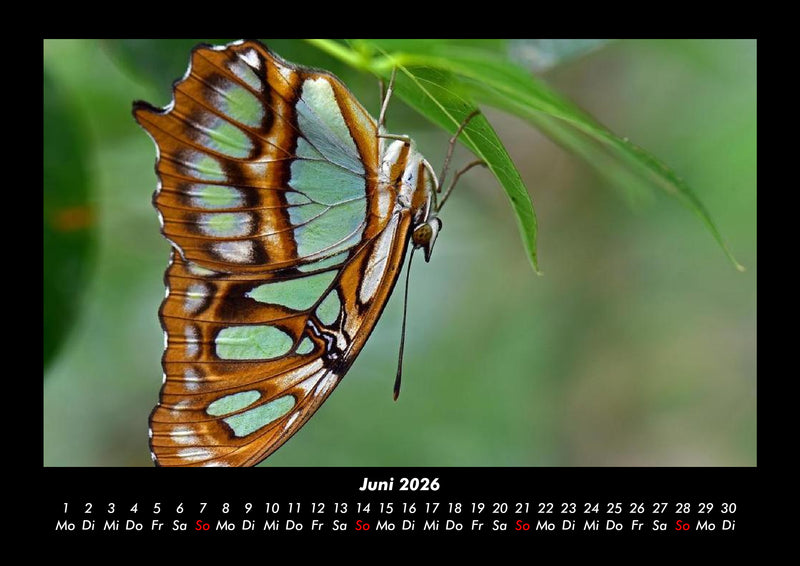 Bunte Pracht der Schmetterlinge Fotokalender 2026 - 6