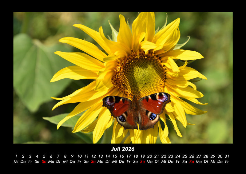 Bunte Pracht der Schmetterlinge Fotokalender 2026 - 7