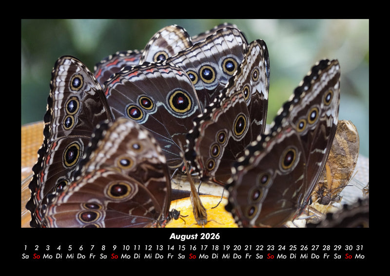 Bunte Pracht der Schmetterlinge Fotokalender 2026 - 8