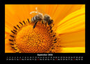 Bienen Fotokalender 2026 - 9