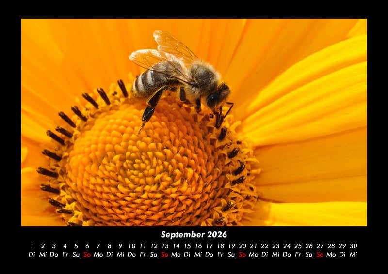 Bienen Fotokalender 2026 - 9