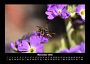 Bienen Fotokalender 2026 - 11