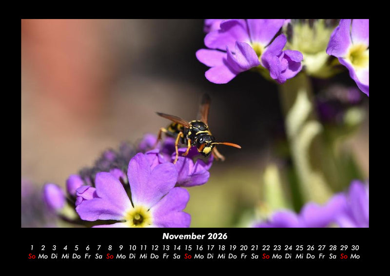 Bienen Fotokalender 2026 - 11
