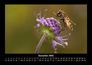 Bienen Fotokalender 2026 - 12