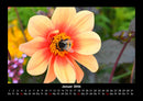 Bienen Fotokalender 2026 - 1