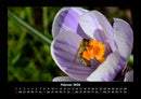 Bienen Fotokalender 2026 - 2