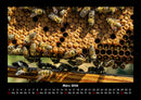 Bienen Fotokalender 2026 - 3