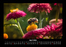 Bienen Fotokalender 2026 - 4