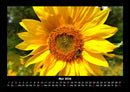 Bienen Fotokalender 2026 - 5