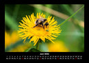 Bienen Fotokalender 2026 - 6